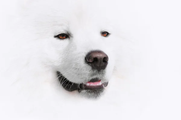 萨摩狗 — 图库照片