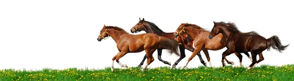 Herd gallops — Stock Photo, Image