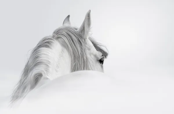 Cavallo andaluso nella nebbia Immagini Stock Royalty Free