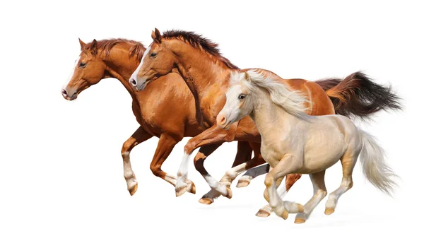 Tre cavalli galoppano Immagine Stock