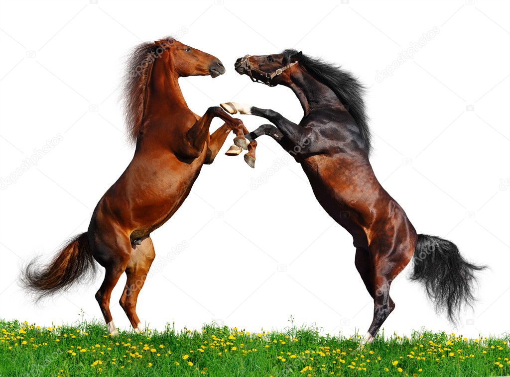 Battle of horses on green field