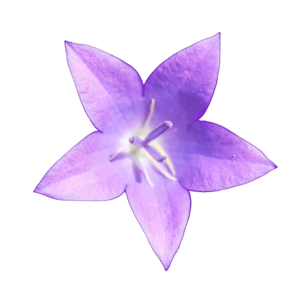 Цветущий цветок колокольчика на белом фоне — стоковое фото