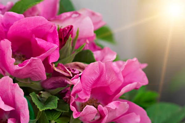 Розовые цветы на кусте — стоковое фото