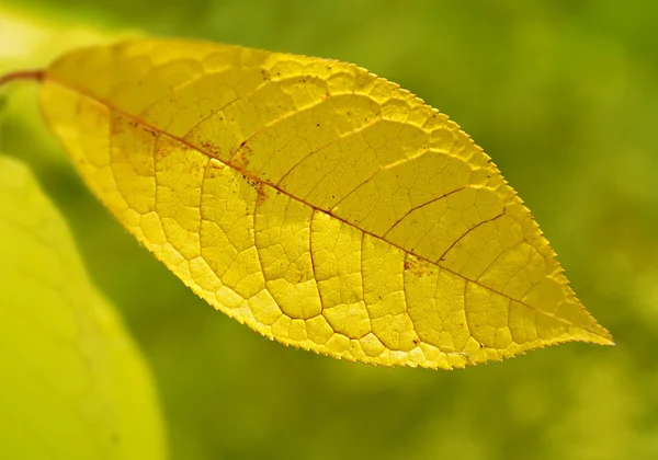 Yellowing leaves of the tree — Stock Photo, Image