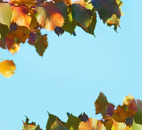 Mavi bir arka plan ağaç dalları — Stok fotoğraf