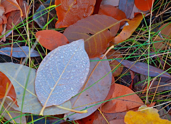 Gyönyörű őszi színek — Stock Fotó