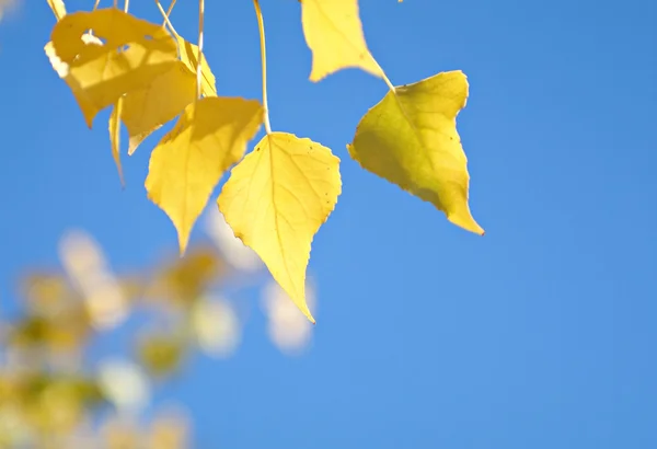 Tiempo de otoño — Foto de Stock