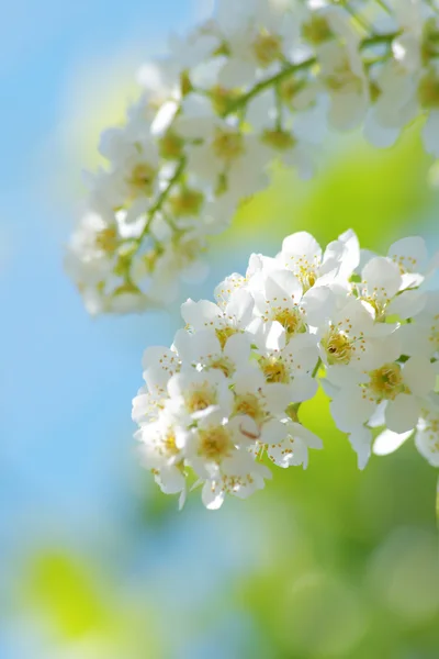Flores de cereza pájaro — Foto de Stock