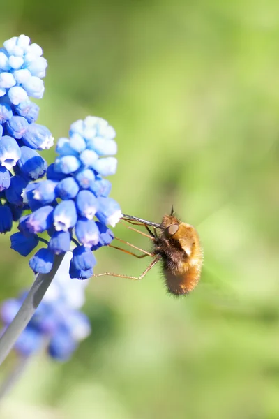 Petite mouche recueille le nectar — Photo