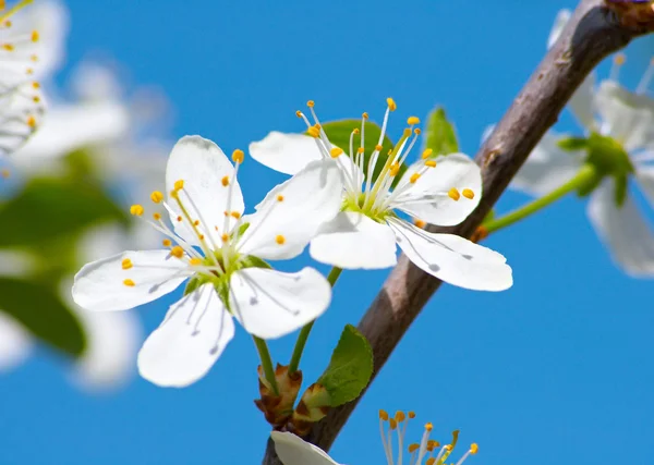 Cereza flor primer plano — Foto de Stock