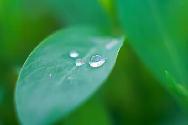 Droppe dagg på de gröna bladen — Stockfoto