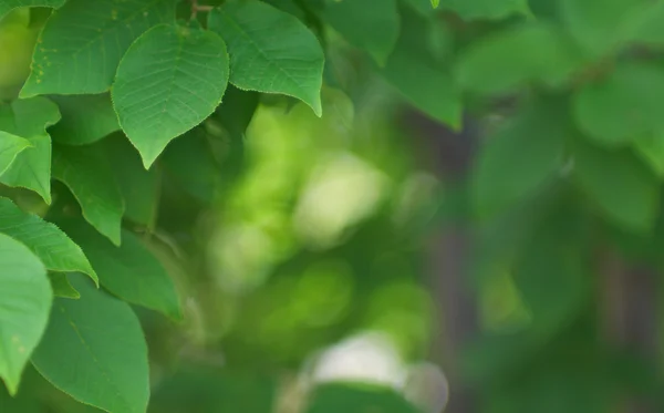 ブッシュの葉の背景 — ストック写真