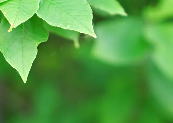植物の背景 — ストック写真