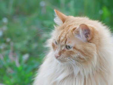 güzel kızıl saçlı kedi