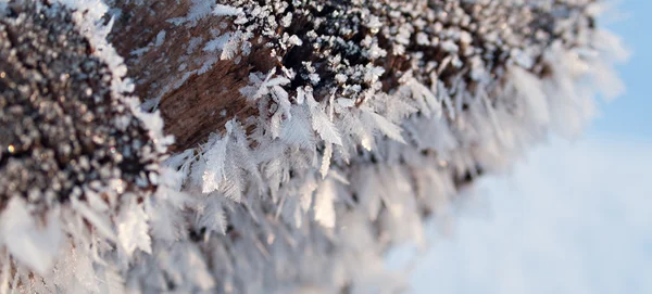 Schöne Frost Nahaufnahme — Stockfoto