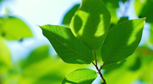 Belos Galhos Árvore Contra Contexto Vegetação Dof Superficial — Fotografia de Stock