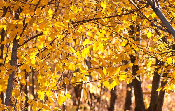 Lindas Folhas Cereja Dourada Durante Queda Folha Outono — Fotografia de Stock