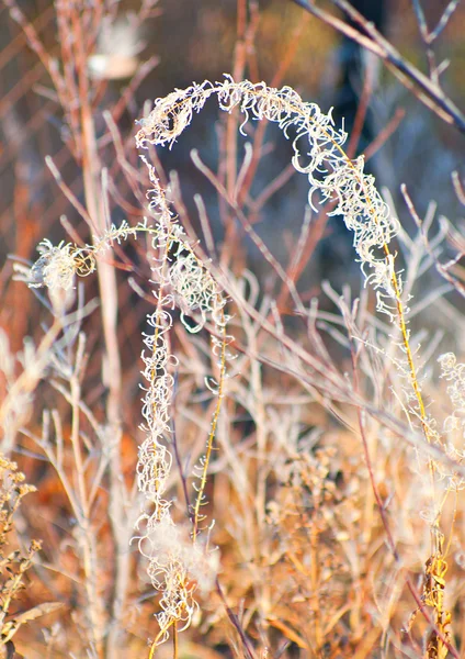 Natura podczas późnej jesieni — Zdjęcie stockowe
