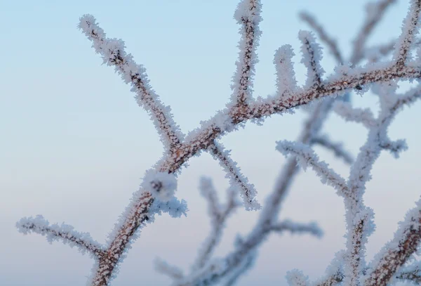 Silné Mrazy Větve Pokryté Krásný Rým Velmi Malebnou Kulisu Mělké — Stock fotografie