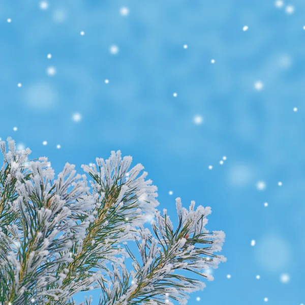 Pine Twigs Winter Photograph Theme Winter Holidays — Stock Photo, Image