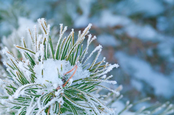 Όμορφες λεπτομέρειες της φύσης το χειμώνα — Φωτογραφία Αρχείου