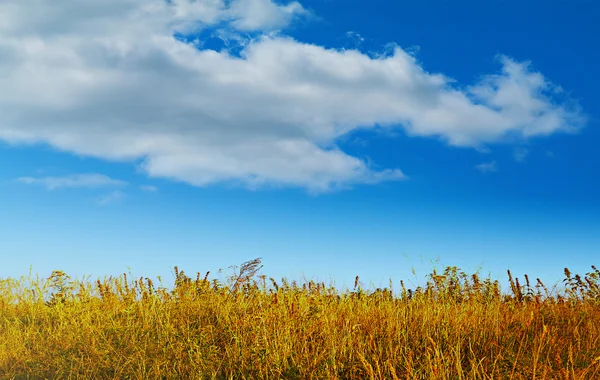 Herfst Landschap Een Zonnige Dag Mooie Achtergrond Met Gras Hemel — Stockfoto