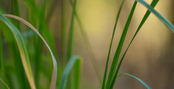 抽象的な背景と緑の草です 非常に素晴らしいボケ味 浅い自由度 — ストック写真