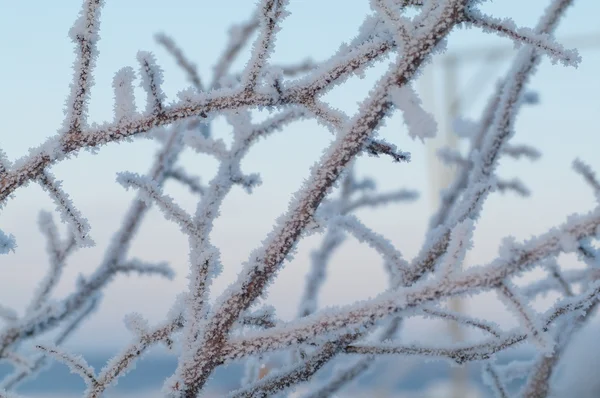 Παγετό στα δέντρα — Φωτογραφία Αρχείου