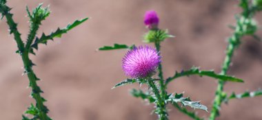 güzel thistle bitkisi çiçeklenme döneminde. sığ dof.