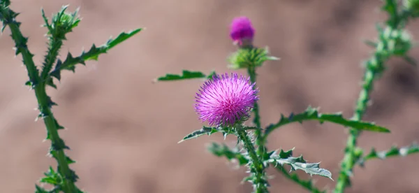 stock image Beautiful thistle plant during the flowering period. Shallow DOF.