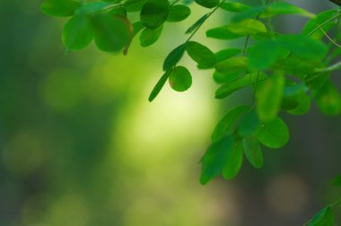 Akasya ayrıntıları