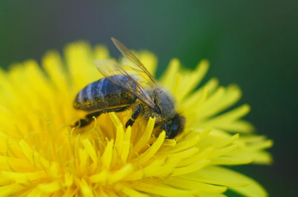 꿀벌 근접 촬영 — 스톡 사진