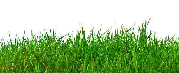Prawdziwe zielona trawa do tła — Zdjęcie stockowe