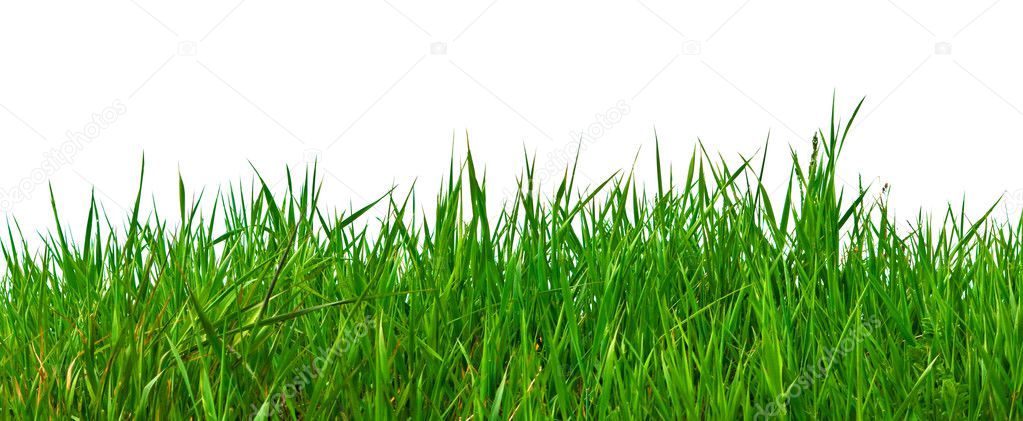 Real green grass for your background