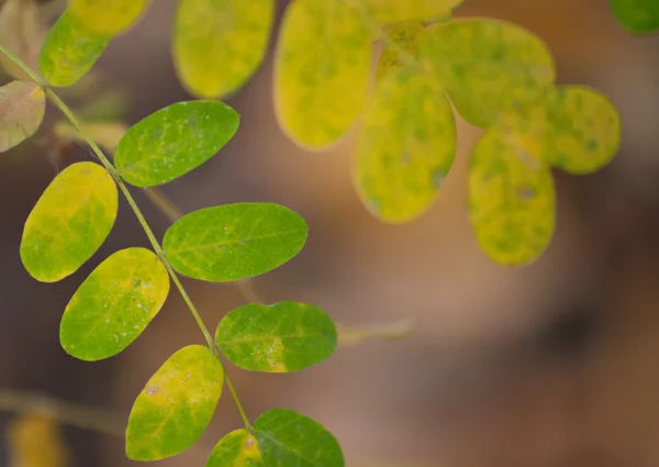 Acacia leaves in autumn — Stock Photo, Image