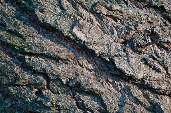 Barken Ett Träd Närbild Grov Yta — Stockfoto