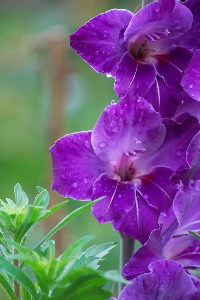 Фиолетовая красота — стоковое фото
