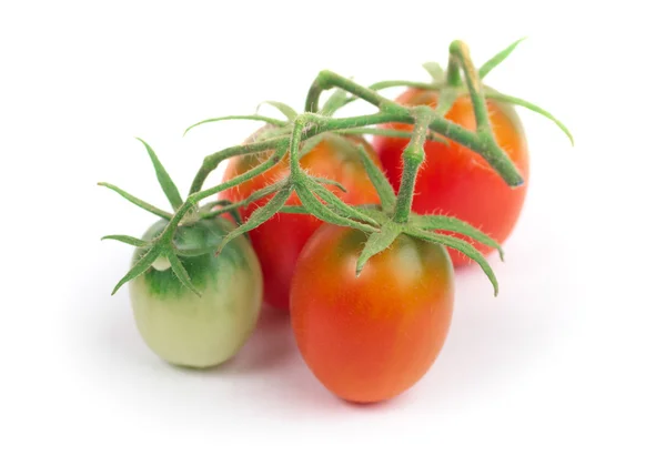 Perfekte rote Tomaten auf Zweig — Stockfoto