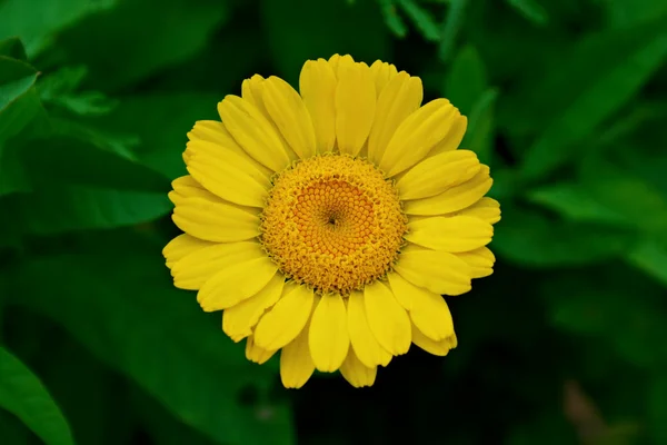 Flor de verão — Fotografia de Stock