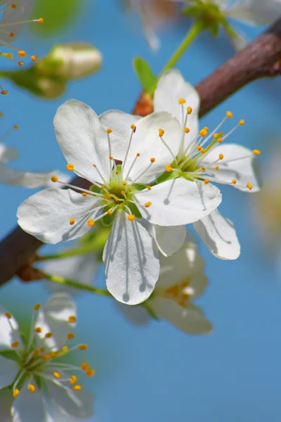 Fleur blanche sur l'arbre — Photo