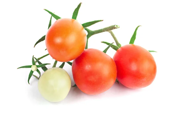 Sulu mükemmel domates — Stok fotoğraf