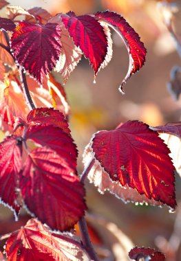 Red nature at winter clipart