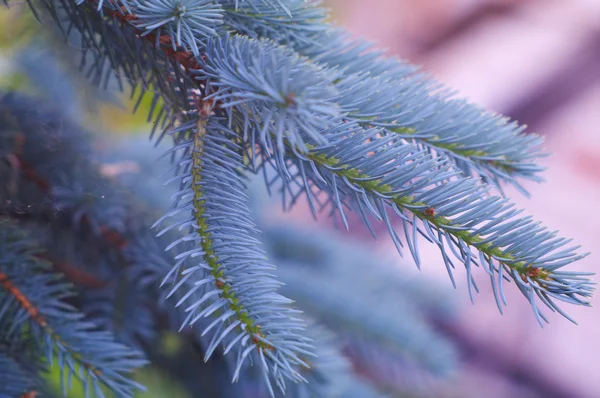 Pele-árvore azul — Fotografia de Stock
