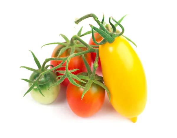 Červená a žlutá rajčata na větvi — Stock fotografie