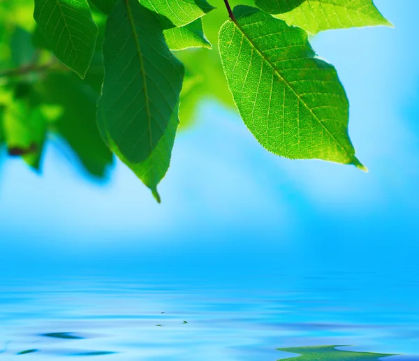 Листья над водой — стоковое фото