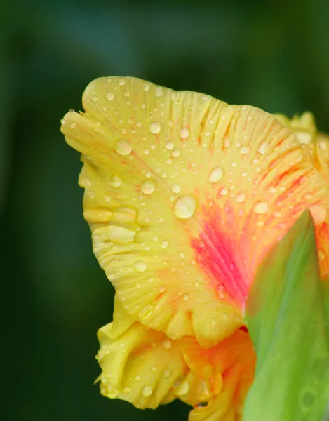 Primeros planos de flores de gladiolo húmedo — Foto de Stock