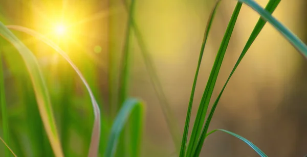 Groen gras en felle zon — Stockfoto
