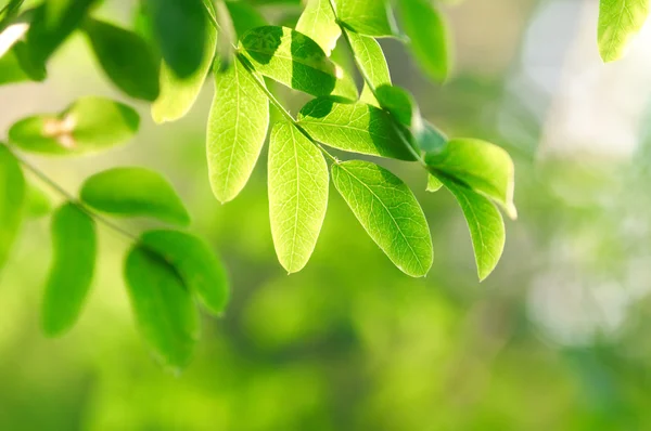 Tło zielony akacja — Zdjęcie stockowe