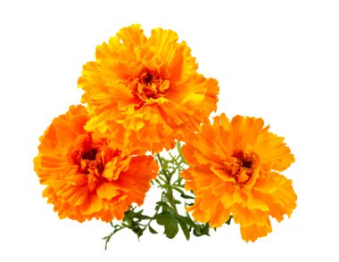 Marigold flower clipart