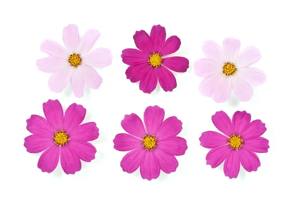 Daisies Stock Picture